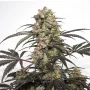 Cannabis seeds Passion Fruit® from Dutch Passion